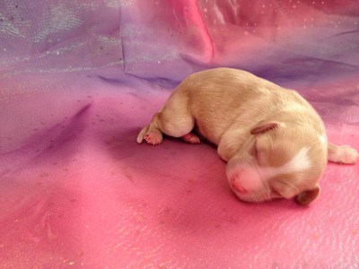 Male Cavachon Puppy for sale #4|Cavachons for sale at Lower Prices than Most Cavachon Breeders in North Carolina 4